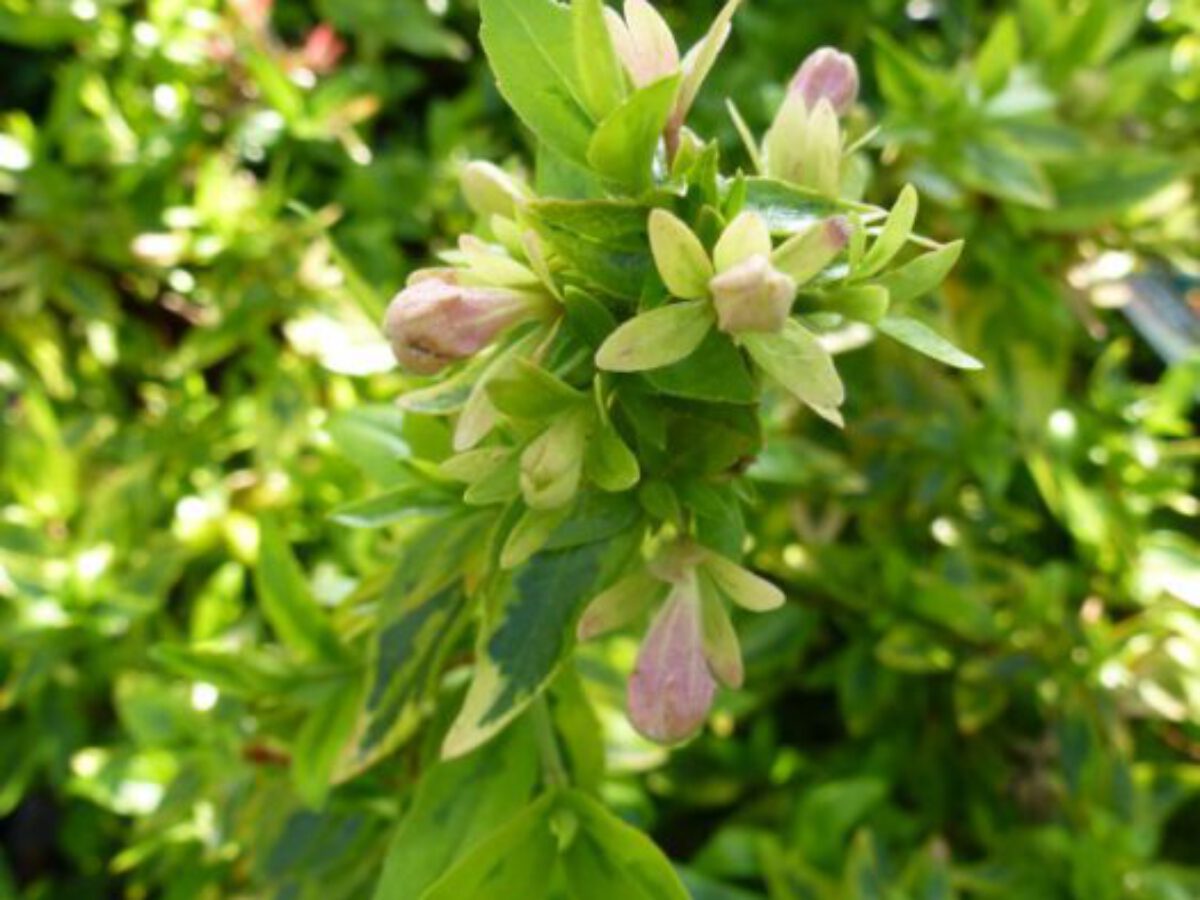 Abelia Grandiflora Kaleidoscope Bontbladige Abelia