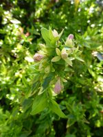 Abelia grandiflora Kaleidoscope