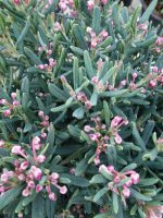 Andromeda polifolia Blue Ice