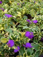 Aubrieta Argenteovariegata Aubrieta Argenteovariegata