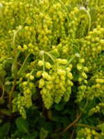 Chiastophyllum oppositifolium