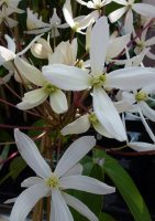 Clematis armandii Snowdrift