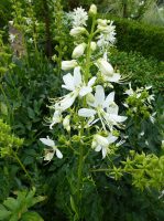 Dictamnus albus Albiflorus Dictamnus albus Albiflorus