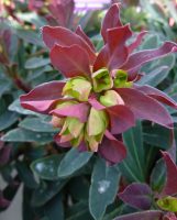 Euphorbia polychroma Purpurea Euphorbia polychroma Purpurea
