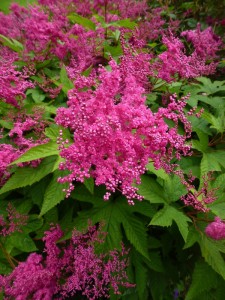 Filipendula purpurea