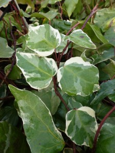 Hedera algeriensis Gloire de Marengo