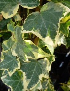 Hedera helix Goldchild