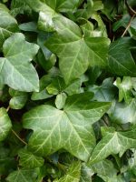 Hedera hibernica Hedera hibernica