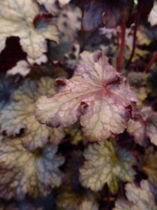 Heuchera Plum Pudding