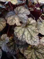 Heuchera Silver Scrolls Heuchera Silver Scrolls