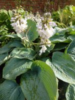 Hosta Big Daddy