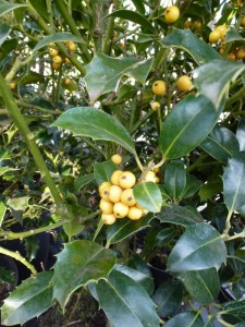 Ilex aquifolium Bacciflava