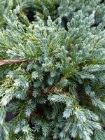 Juniperus squamata Blue Carpet