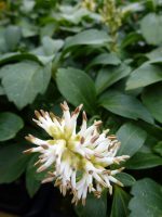 Pachysandra terminalis