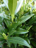 Prunus laurocerasus Reynvaanii