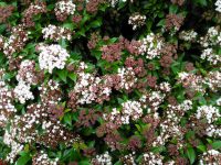 Groenblijvende planten