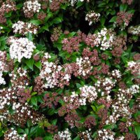 Groenblijvende planten