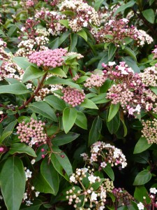 Viburnum tinus Eve Price