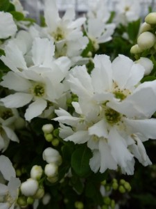 Exochorda macrantha The bride