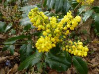 Mahonia aquifolium