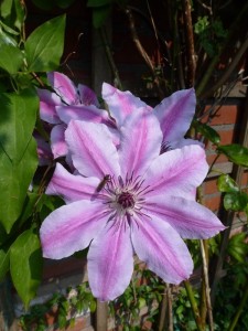 Clematis Nelly Moser