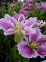 Clematis Piilu Clematis Piilu