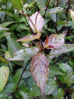 Cornus alba Kesselringii