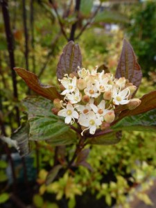 Cornus alba Kesselringii