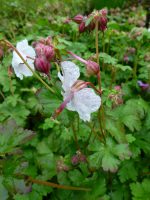 Geranium cantabrigiense Biokovo