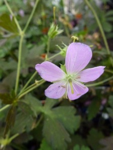 Geranium maculatum Espresso