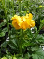 Geum chiloense Lady Stratheden