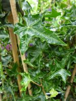 Hedera helix Ivalace Hedera helix Ivalace