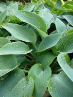 Hosta Halcyon Hosta Halcyon