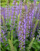 Salvia nemerosa Ostfriesland