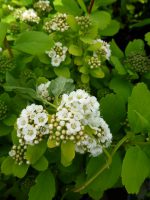 Spiraea betulifolia Tor