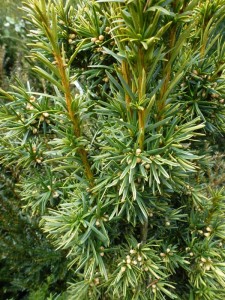 Taxus baccata Fasigiata Aurea Taxus baccata Fasigiata Aurea