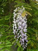 Wisteria floribunda Macrobotrys Wisteria floribunda Macrobotrys