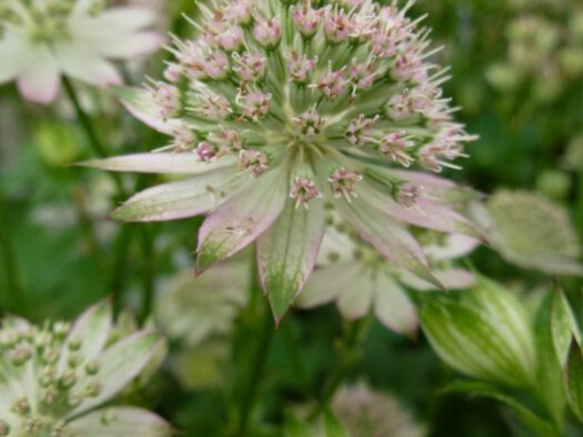 Astrantia Major Florence Zeeuws Knoopje Alles Over De Verzorging