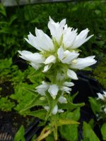 Campanula glomerata Alba Campanula glomerata Alba