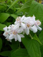 Deutzia hybrida Mont Rose