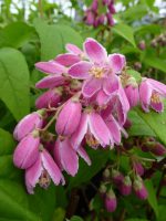 Deutzia hybrida Strawberry Field Deutzia hybrida Strawberry Field