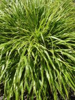 Hakonechloa