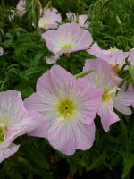 Oenothera speciosa Siskiyou