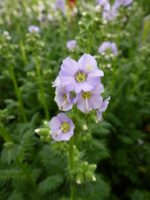 Polemonium caeruleum Bambino blue Polemonium caeruleum Bambino blue