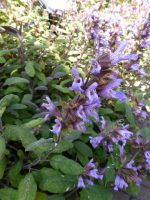 Salvia officinalis Purpurascens Salvia officinalis Purpurascens
