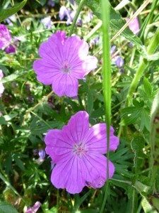 Geranium sanguineum Ankums pride
