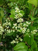 Ligustrum japonicum Texanum