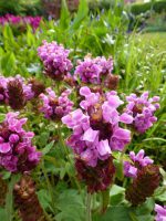 Prunella grandiflora Carminea