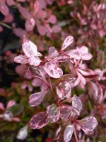 Berberis thunbergii Harlequin