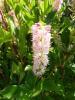 Clethra alnifolia Ruby Spice Clethra alnifolia Ruby Spice